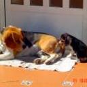 Nano y guinea