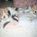 Nina y shugga