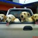 Sammy, maya, boddy, nala