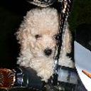 Mochito