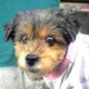 Muñeca