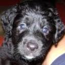 Junior