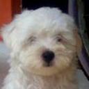 Copito