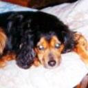 Sanson