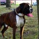 Bosco