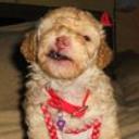 Candy channel bastida