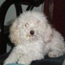 Buddy