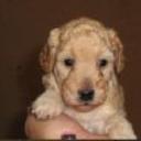 Candy channel bastida y charlotth