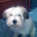 Roco