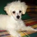 Susi