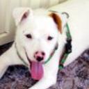 Chiki