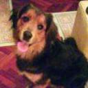 Coqui