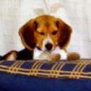 Guinea