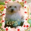 Lupo