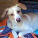 Brus
