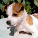 Chispita