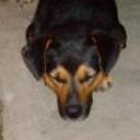Tobi