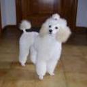 Delicada del cartojal