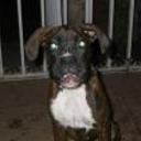 Tayra