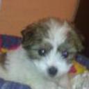 Toti