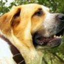 Yako