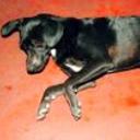 Negrita