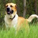 Yako