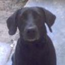 Negrita