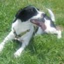 Rufo
