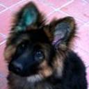 Rufo