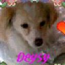 Deysy