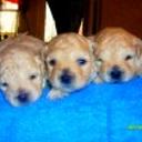 Robin, dolly y daisy