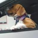 Bruno
