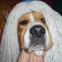Bruno