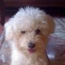 Teddy