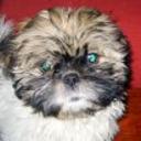 Merlin