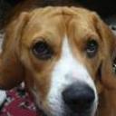 Bruno