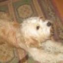 Scrapy