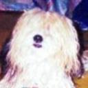 Bocho