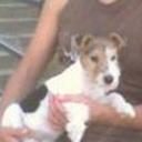 Chanchita