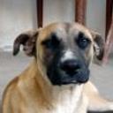 Chiki