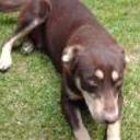Cuca