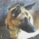 Scooby