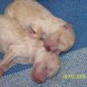 Tincho (chanchin) y tomy (ojitos)