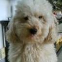 Ninu