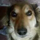 Chona