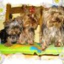 Matilda, olaf y brina