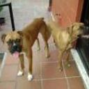 Rocko y cleo