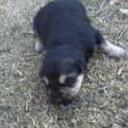Tayson