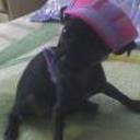 Chikita